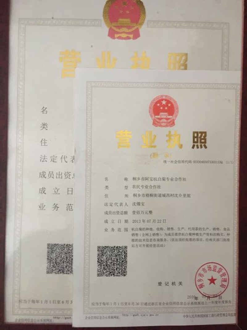 杭州白菊