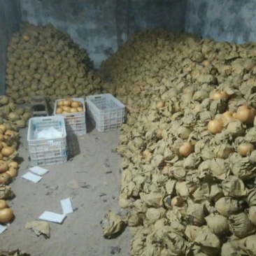 晚秋黄梨500~550g纸箱