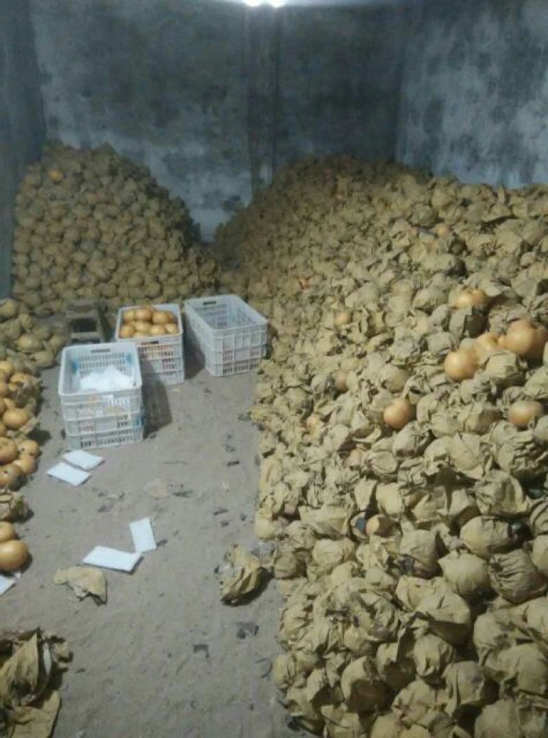 晚秋黄梨500~550g纸箱