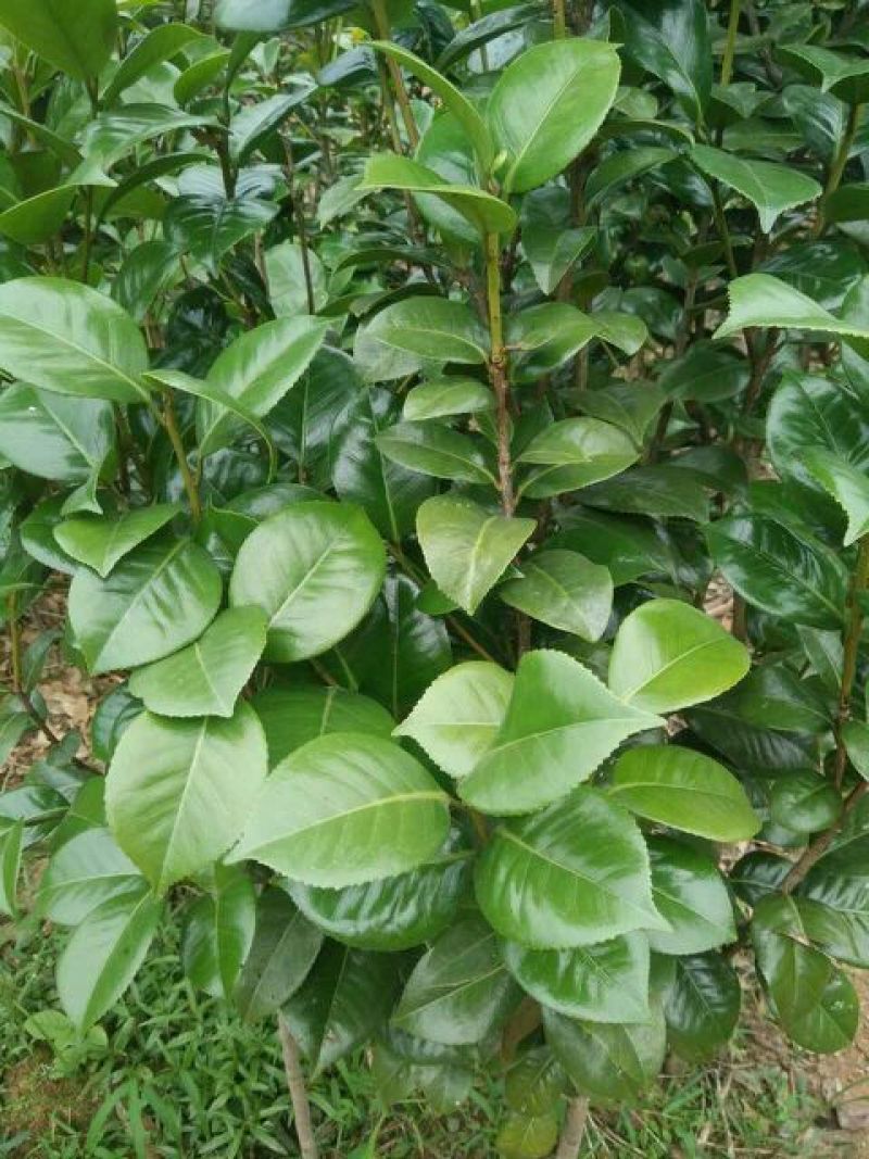 茶花树