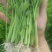 法国皇后精品芹菜苗15~20cm，原产地直发，下单现挖