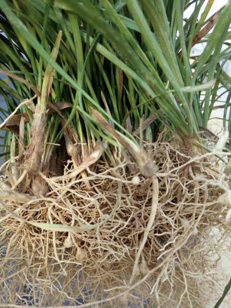麦冬草