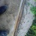 麻山药3~4厘米