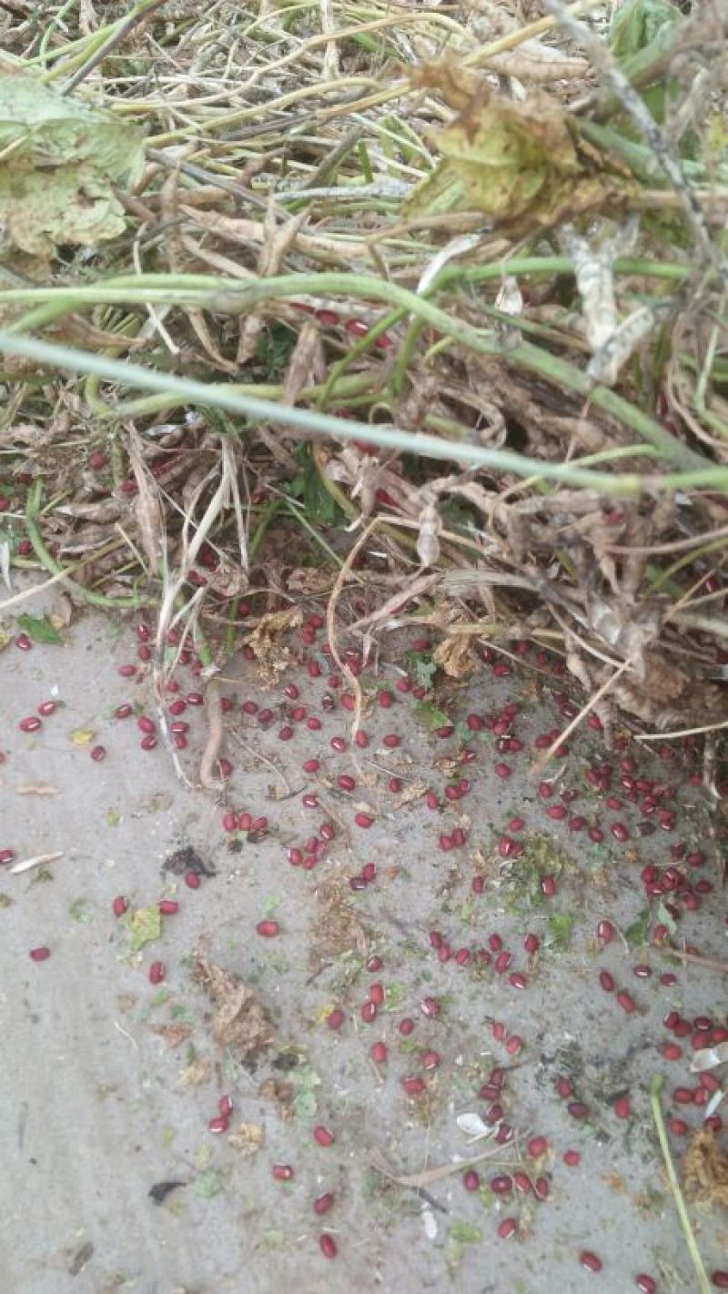 红小豆散装