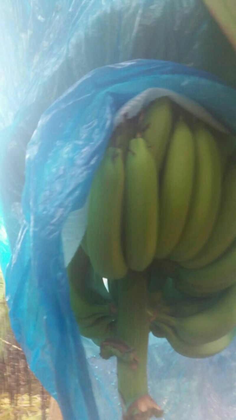 巴西香蕉七成熟
