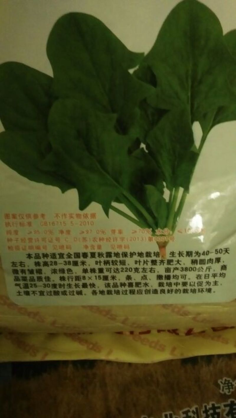 越冬菠菜15~20厘米