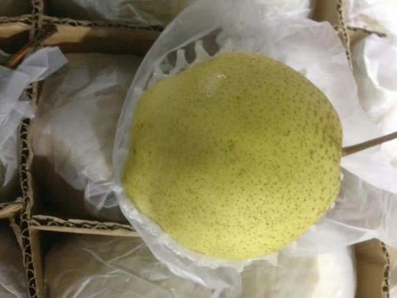 雪花梨250~300g纸箱