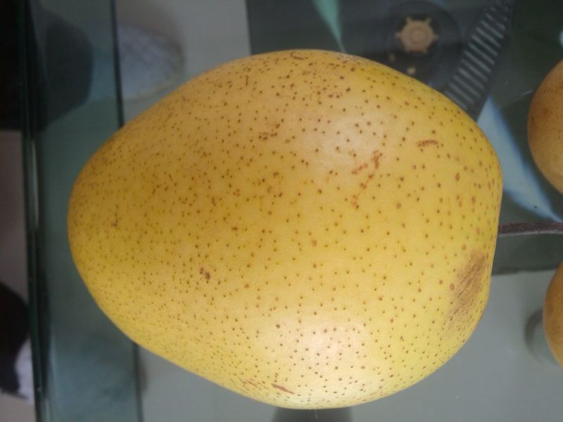 雪花梨山地梨成熟早，甜度高。百万斤供货量停止供货