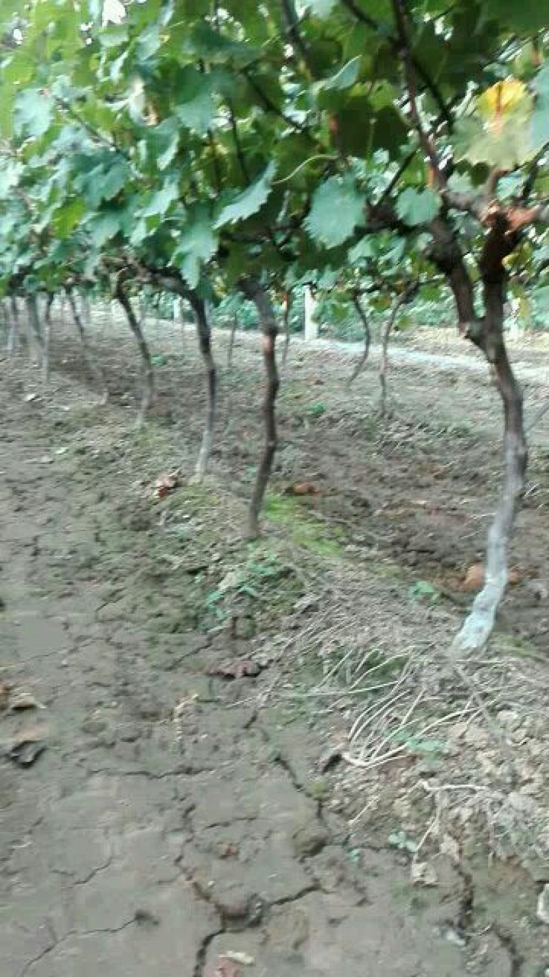 出售3～5厘米占地户太八号葡萄树保证树苗成活率