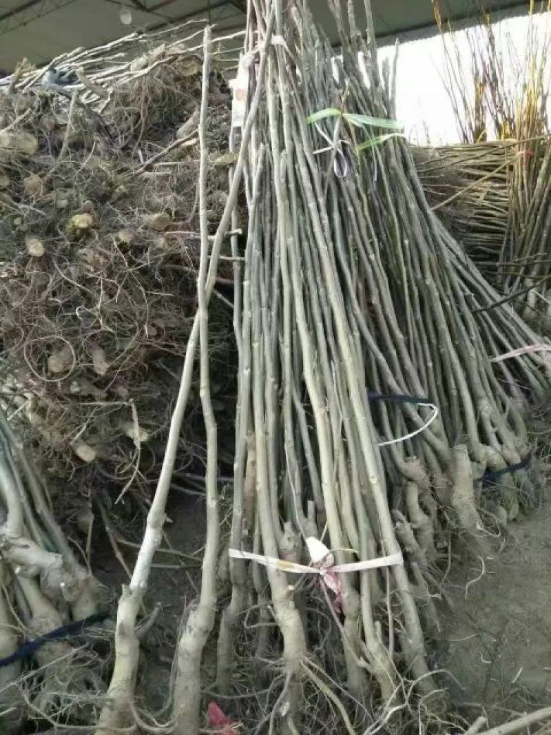 核桃苗50~100cm一年苗，薄皮核桃树苗，现挖现发
