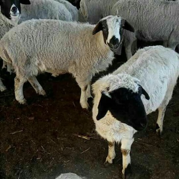 肉羊