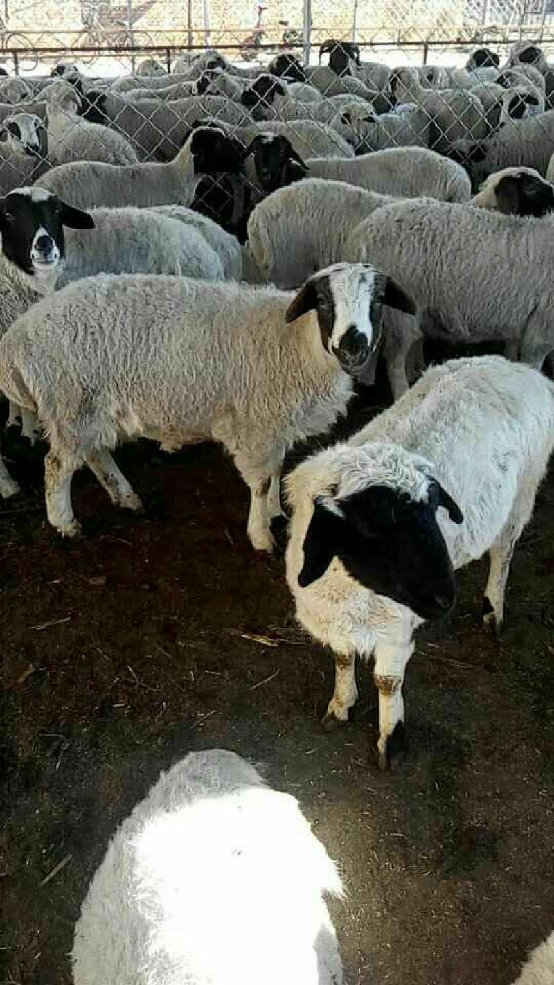 肉羊
