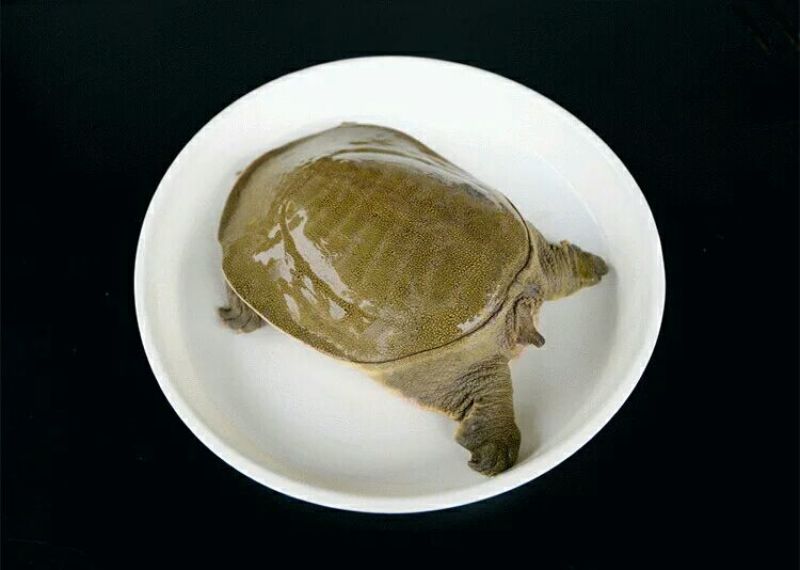生态甲鱼2.5~3斤