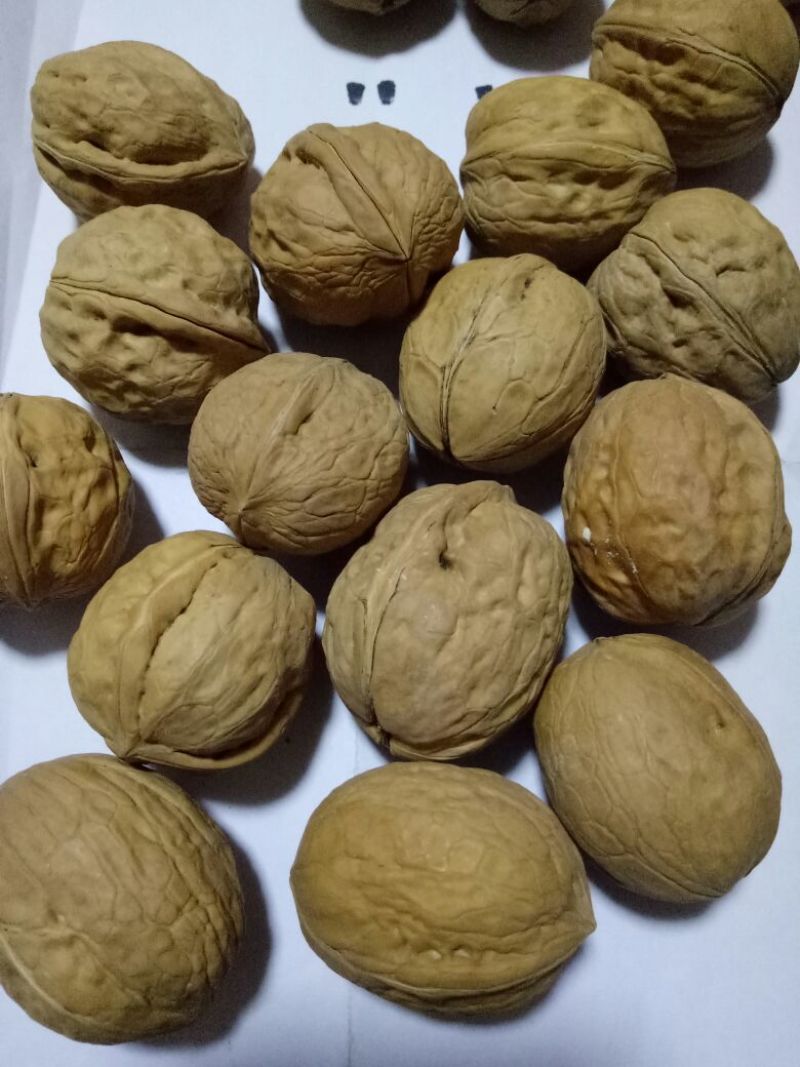 新疆核桃40mm以上去皮干