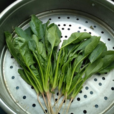 夏菠菜15~20厘米