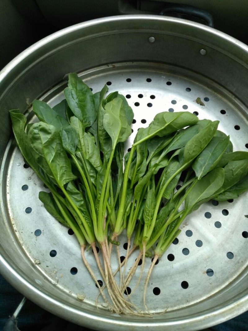 夏菠菜15~20厘米