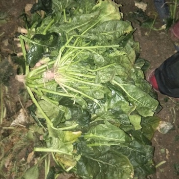 大叶菠菜25~30厘米