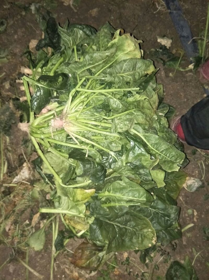 大叶菠菜25~30厘米