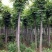 黄山栾树8~10cm6~8cm2.5~3米