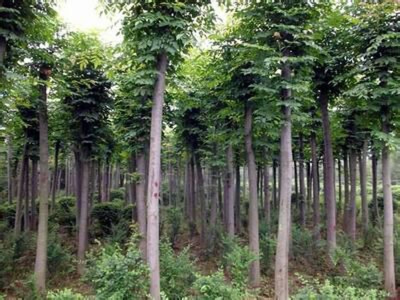 黄山栾树8~10cm6~8cm2.5~3米