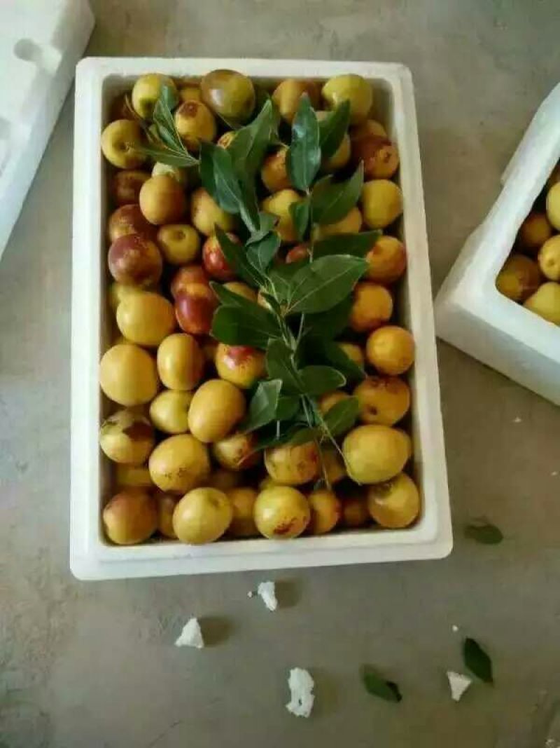 沾化冬枣拐一