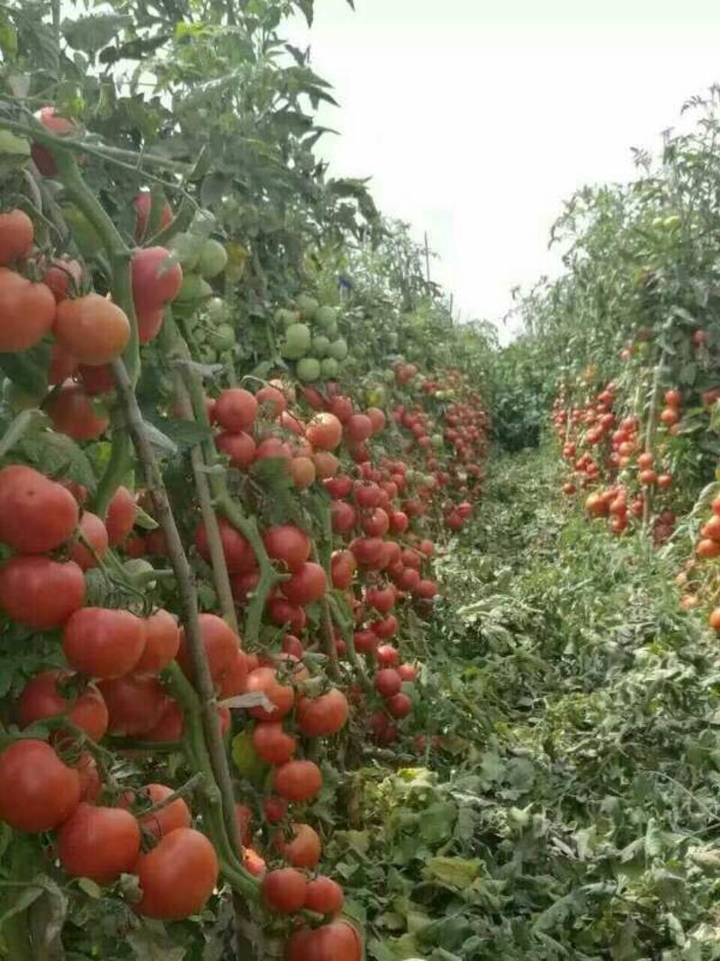 嘉美2号硬粉西红柿种子大果早春供棚露地