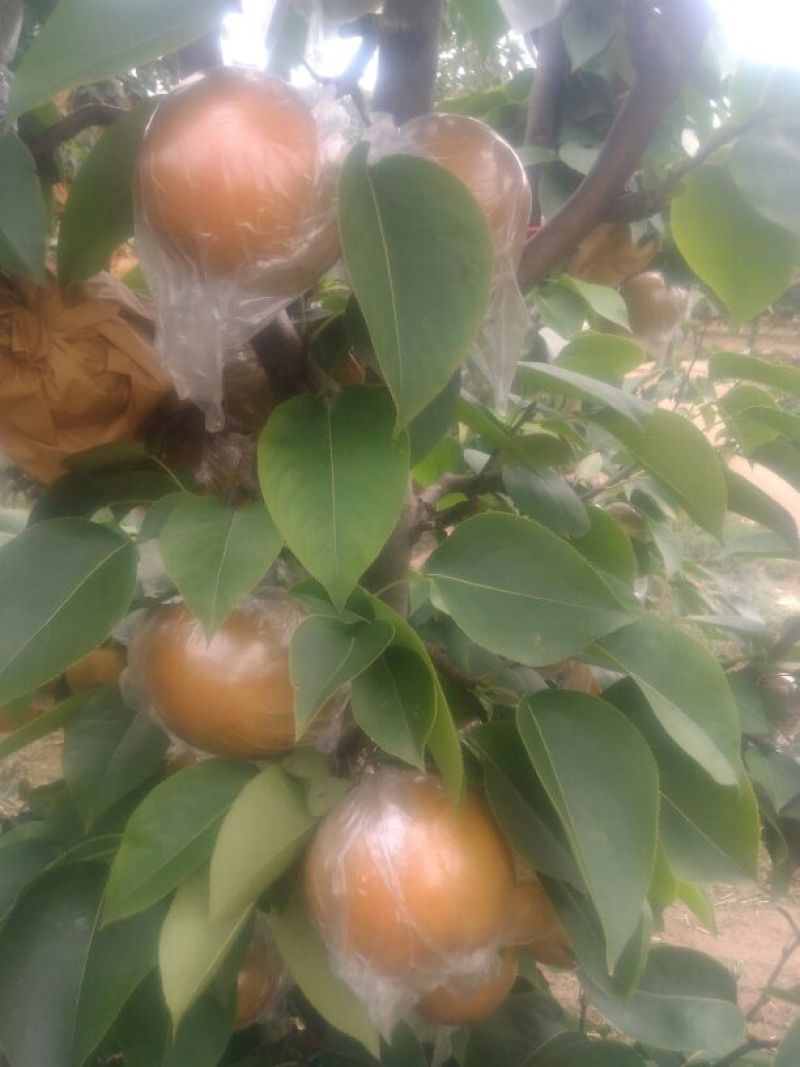 晚秋黄梨无公害绿色食品
