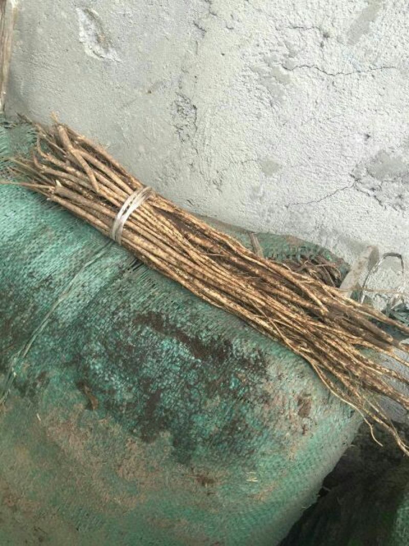 岷县优质自产自销黄芪苗