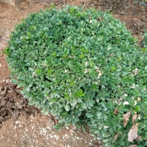 冬青球4~6cm1.5~2米