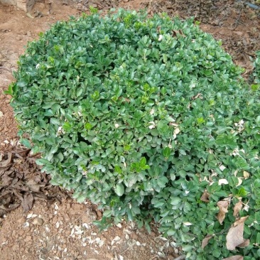 冬青球4~6cm1.5~2米