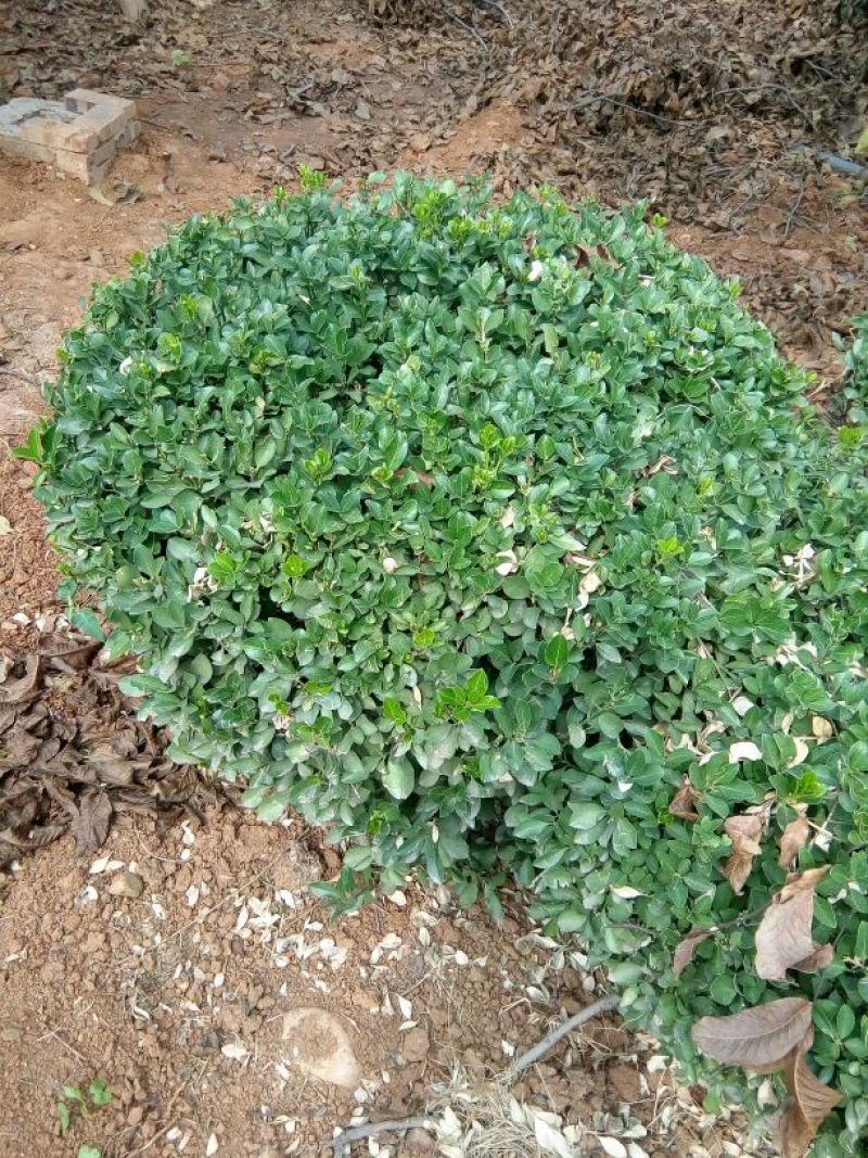 冬青球4~6cm1.5~2米
