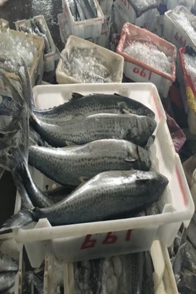 鲅鱼
