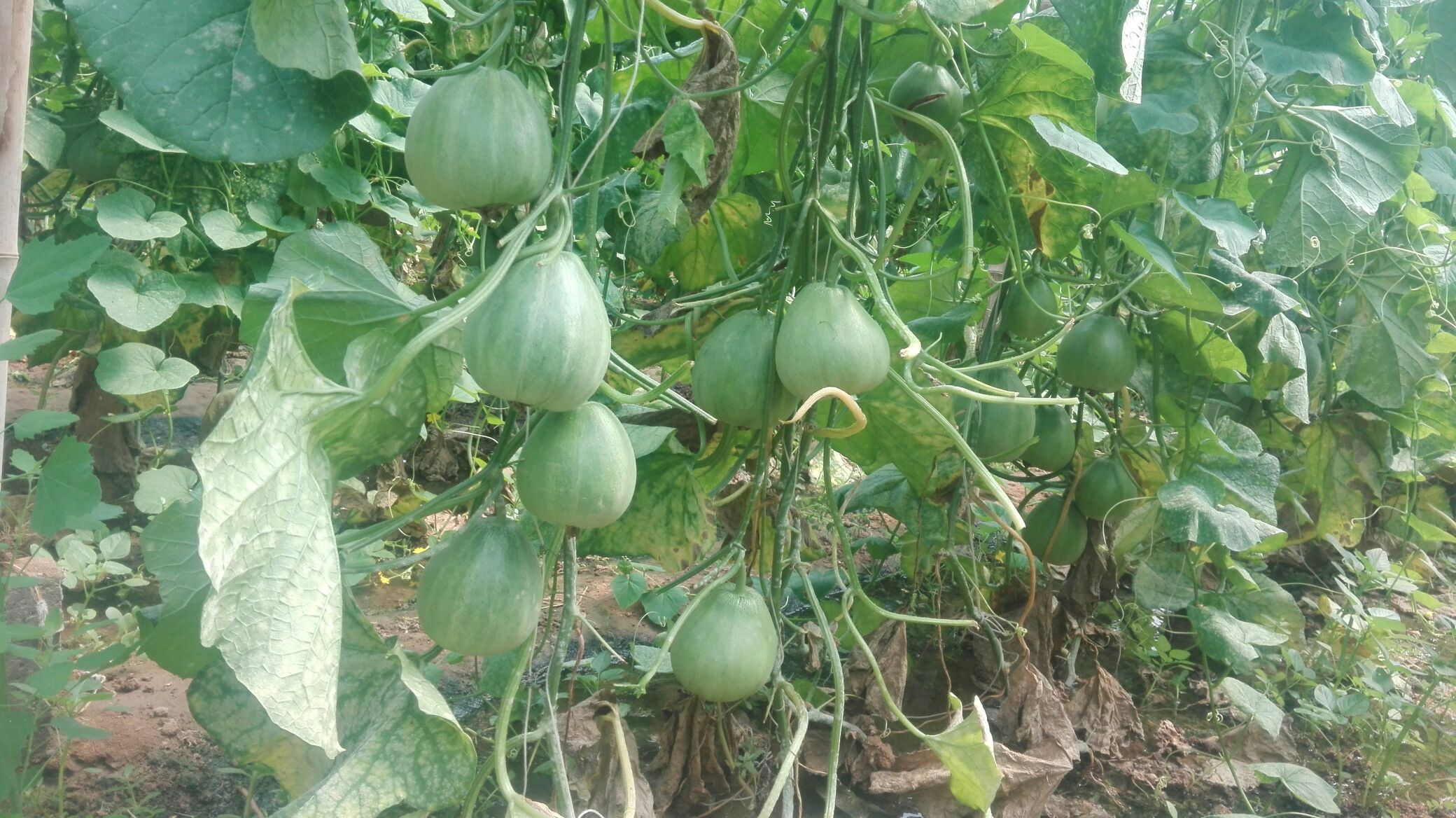 河北沧州市献县绿宝甜瓜 0.3斤以上批发_李俊