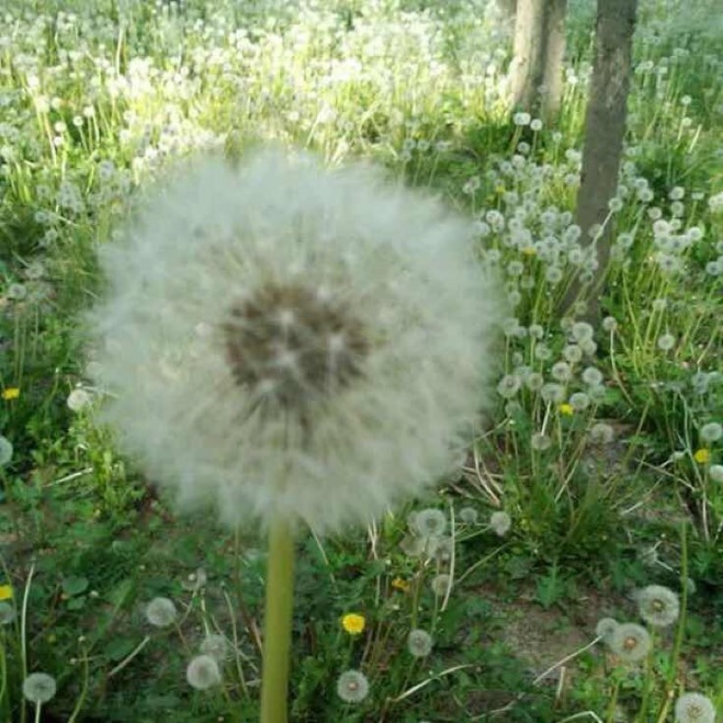 蒲公英种子