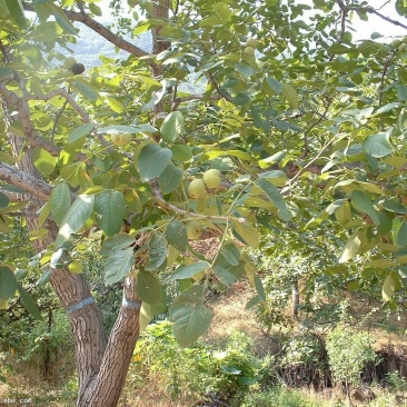核桃树10~12cm8~10cm2.5~3米