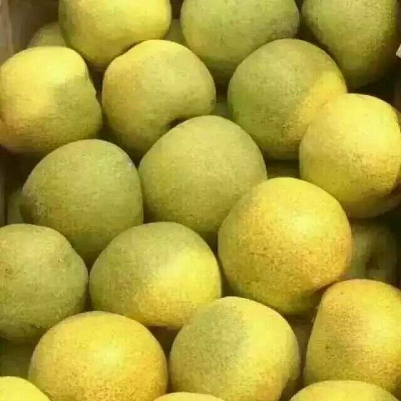 梨膏糖