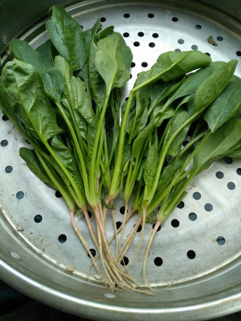 夏菠菜15~20厘米