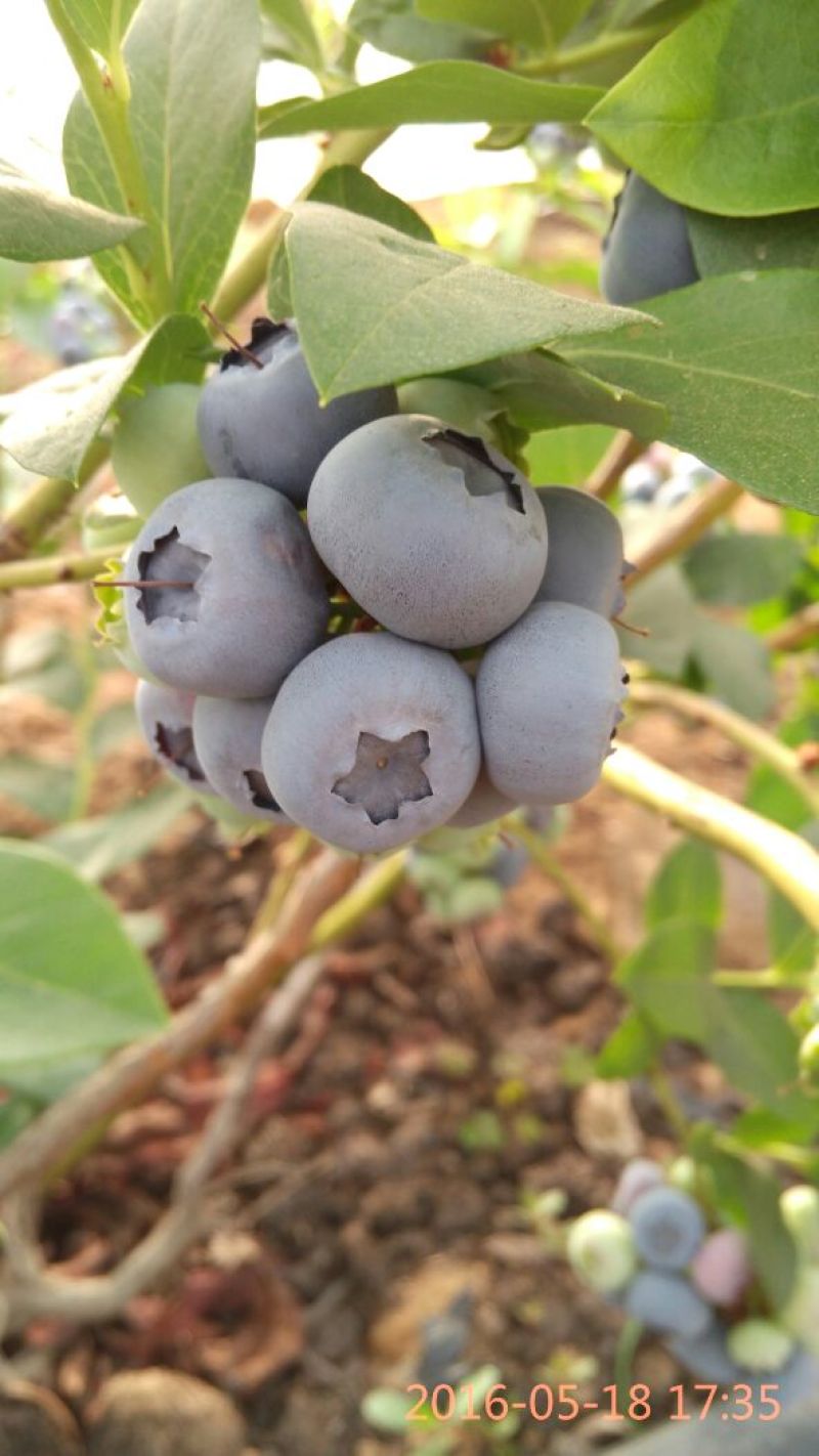 蓝莓10~12mm以上