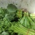 小叶菠菜