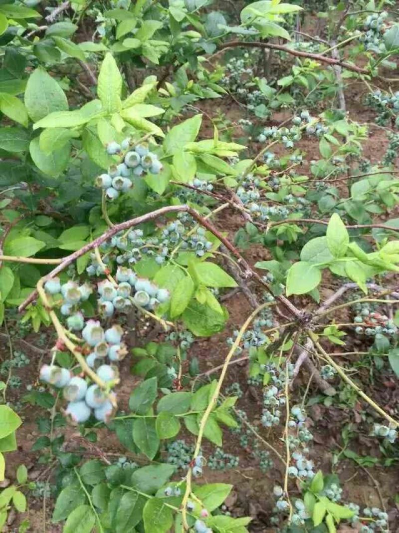 蓝莓苗蓝丰蓝莓苗都克蓝莓苗珠宝蓝莓苗品种纯