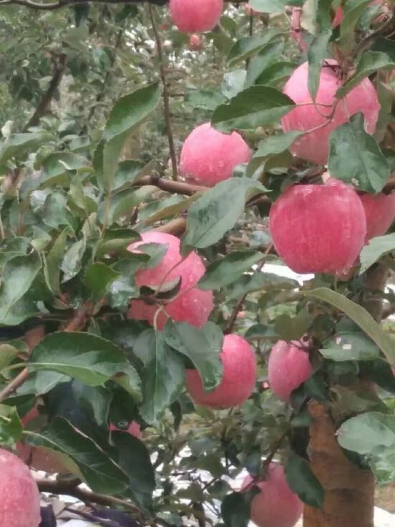 咸阳淳化秦观苹果大量上市，有需要的来电咨询