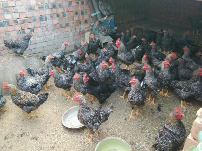 芦花鸡肉鸡6~7斤