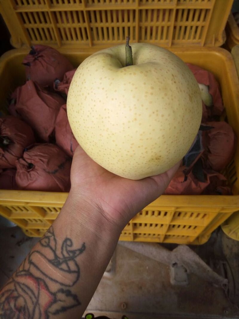 黄金梨纸加膜