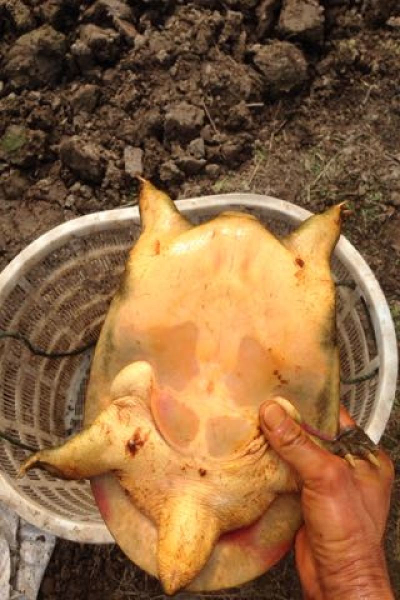 生态甲鱼