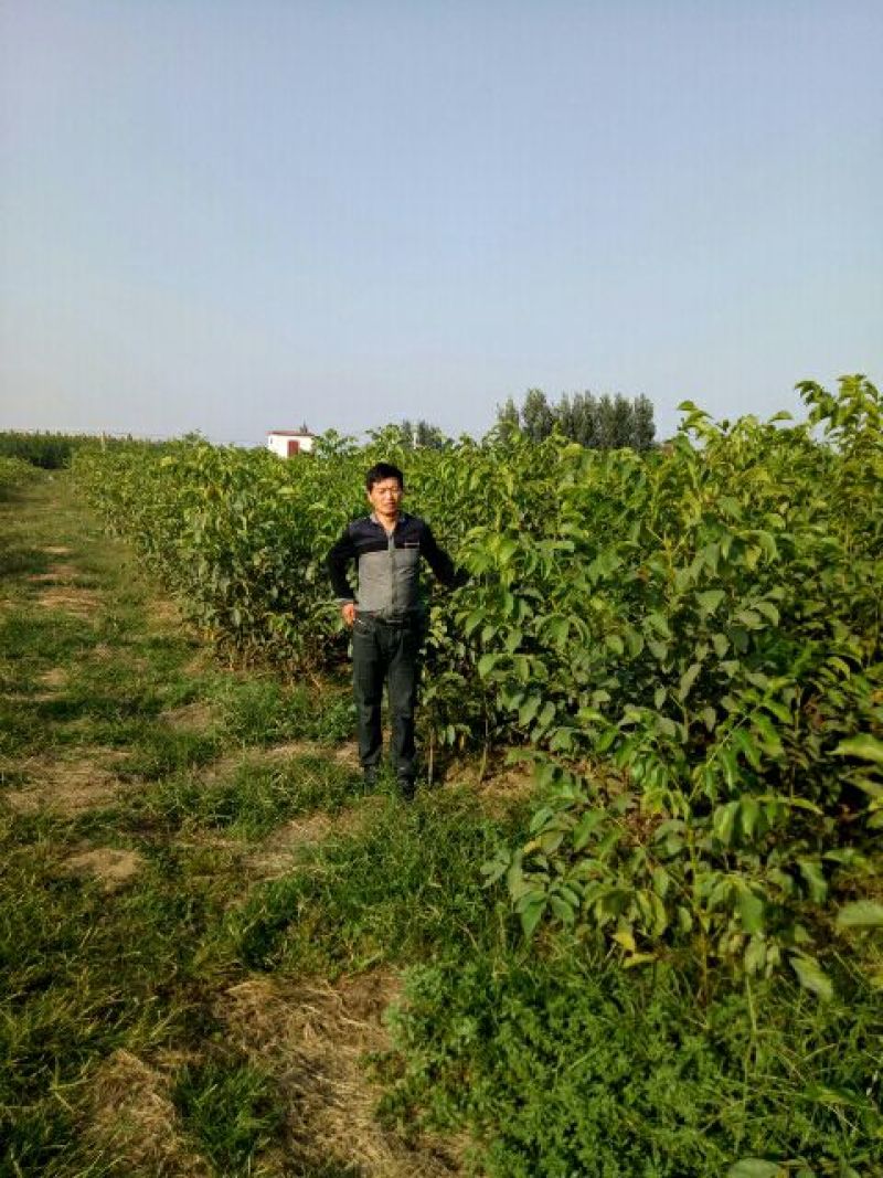 8518核桃苗香玲，美国强强特，碧根果，美国山核桃苗