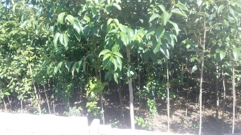 大叶女贞4cm以下