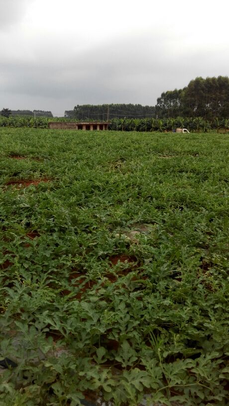 广西南宁市西乡塘区小富西瓜 5斤打底 8成熟 1