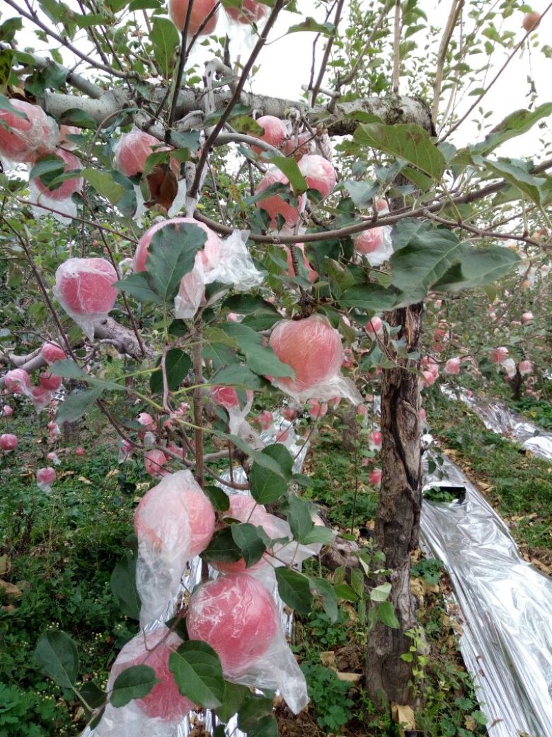 红富士苹果70mm以上纸+膜袋