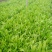 油麦菜25~30厘米以上