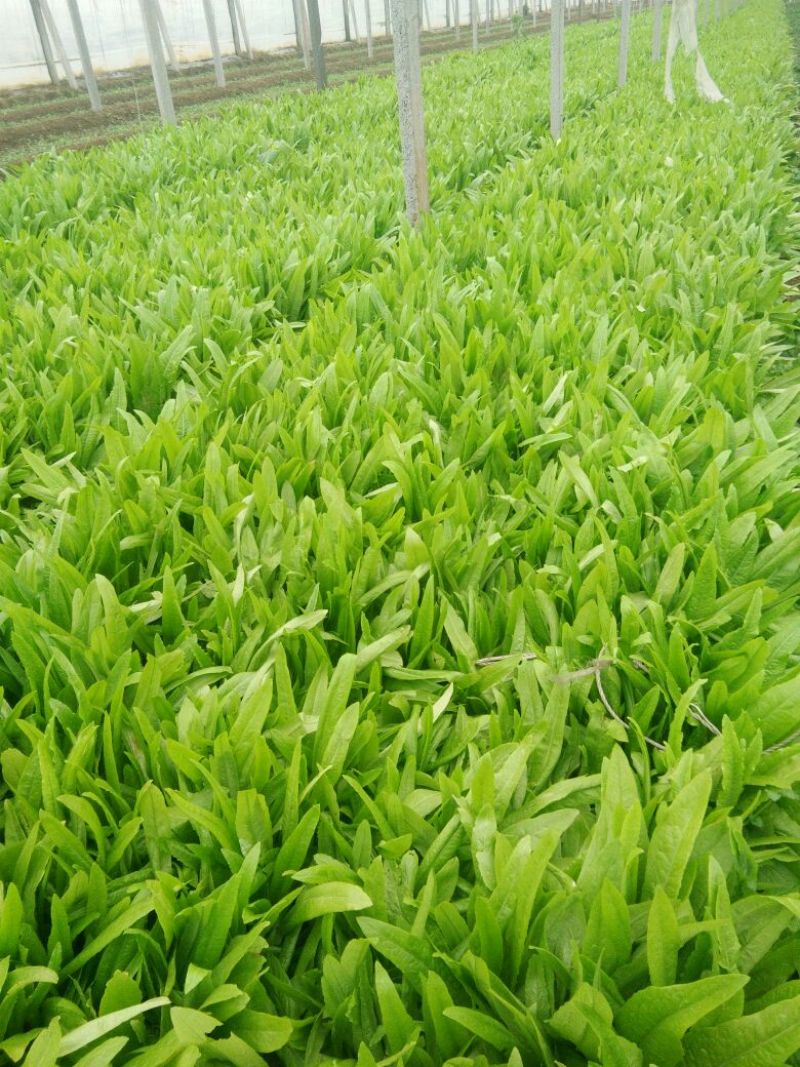 油麦菜25~30厘米以上